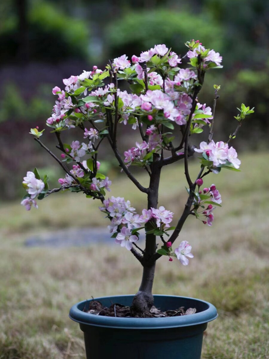 老北京西府海棠花树苗老桩盆景耐寒植物庭院地栽高杆花卉垂丝海棠