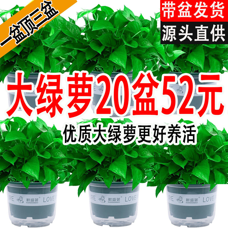 新房绿萝盆栽室内植物净化空气吊兰绿植客厅大叶长藤绿箩家用花卉
