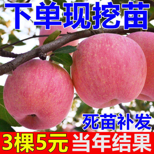 红富士苹果苗当年结果