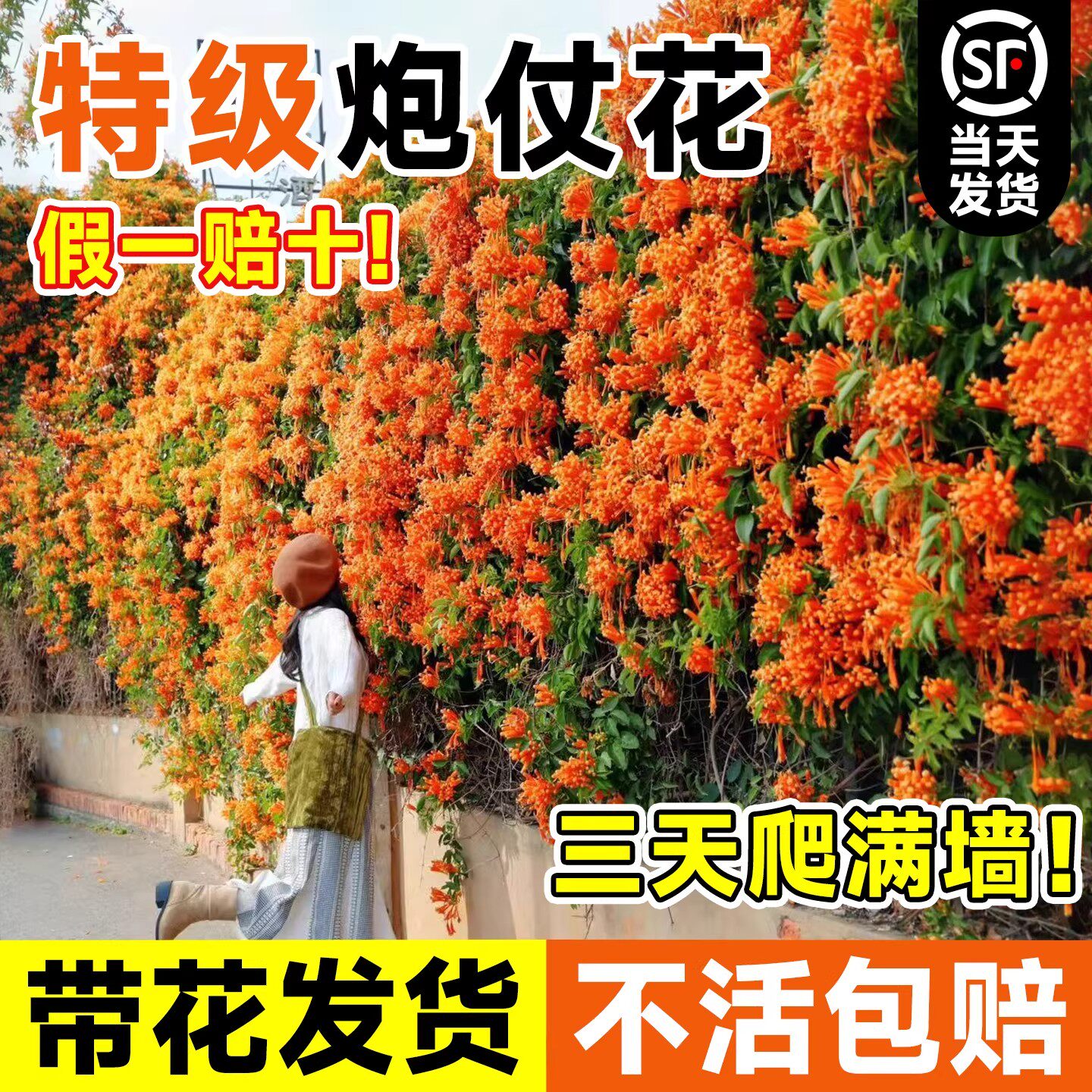 炮仗花爬藤植物四季可种卉盆栽阳台庭院凌霄花苗老桩大苗藤蔓爬墙