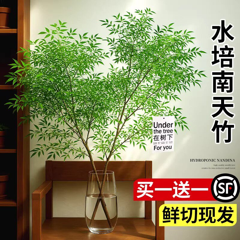 南天竹盆栽客厅水培植物真树室内好养水生高档进口鲜切枝水养绿植