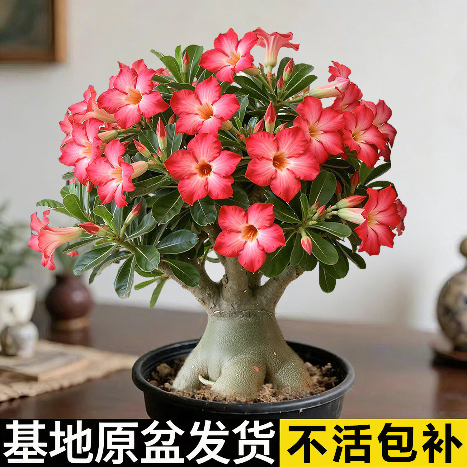 沙漠玫瑰盆栽重瓣好养老桩室内多色阳台花卉绿植多肉好养易活阳台