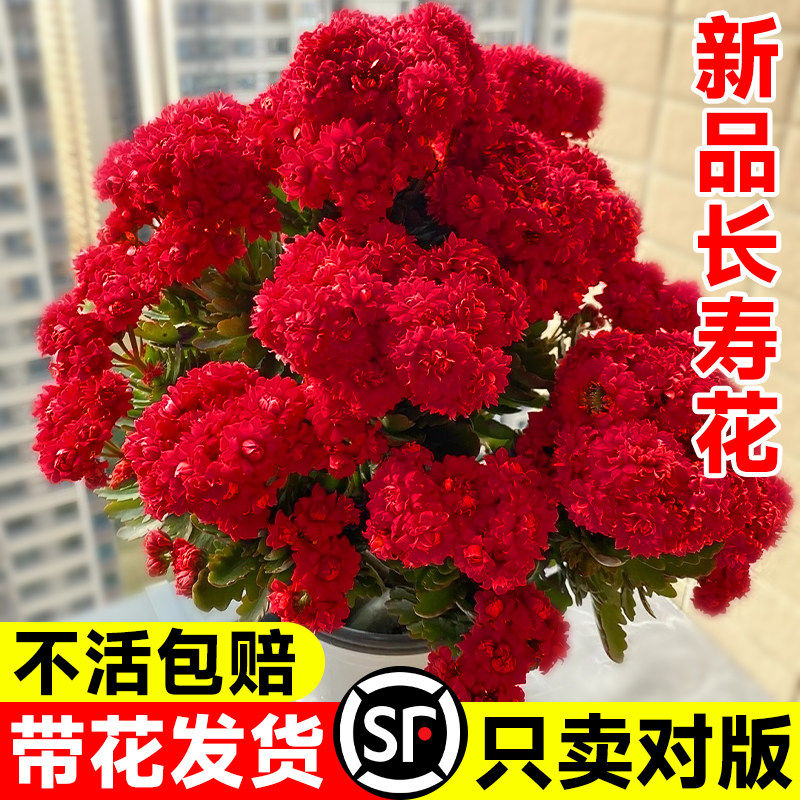 新品长寿花盆栽带花苞重瓣大花苗阳台花卉绿植物室内好养四季老桩