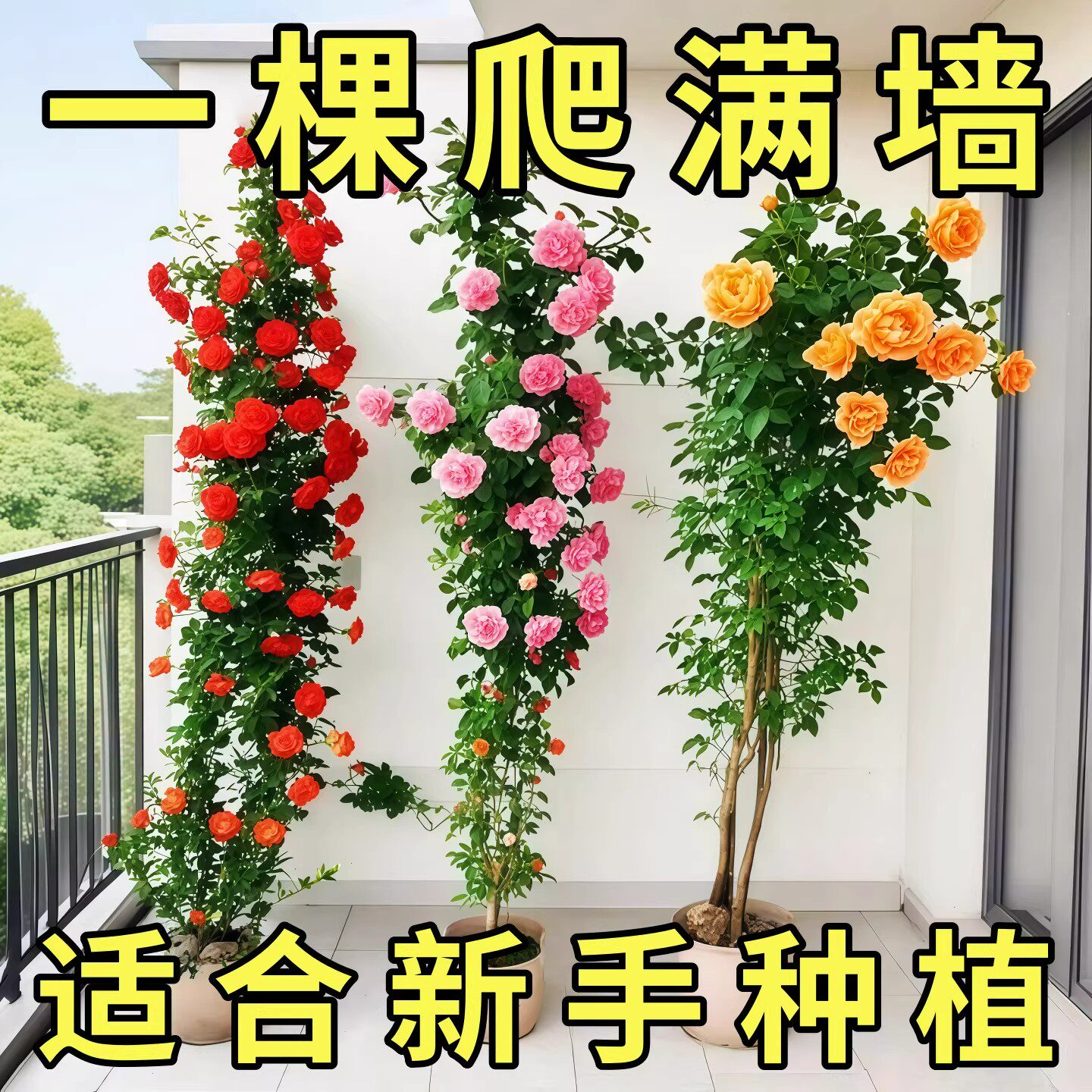 爬墙蔷薇藤本月季花苗特大花浓香型庭院四季爬藤植物盆栽阳台玫瑰