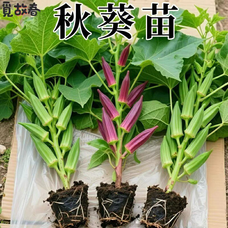 水果秋葵秧苗蔬菜种苗夏季秋季奶油秋葵高蛋白绿植蔬菜苗阳台种植