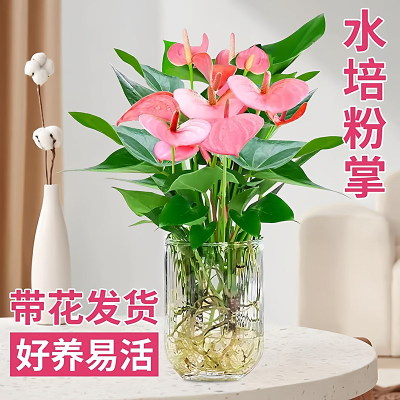 粉掌水培植物室内好养红掌盆栽带花四季开花鲜花一帆风顺花卉绿植