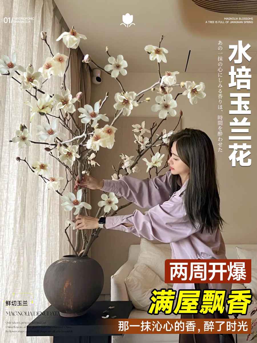 白玉兰水培植物干枝带花苞盆栽鲜切枝室内花卉桌面好养绿植四季支