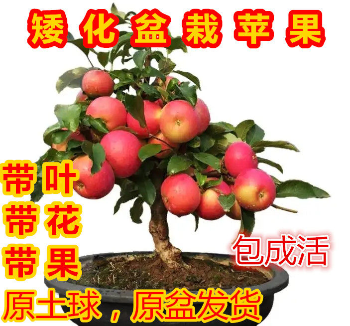 矮化苹果树盆栽地栽带果嫁接南北方种植黑钻盆景树桩苗当年结果苗图片