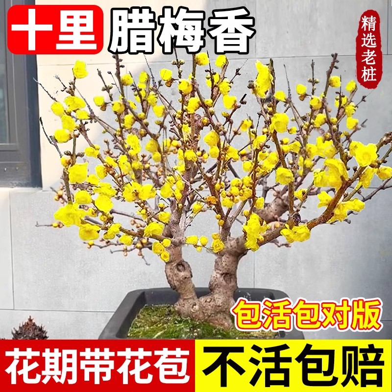 腊梅花树苗盆栽室内浓香型蜡梅四季耐寒花卉易活阳台老桩盆景素心