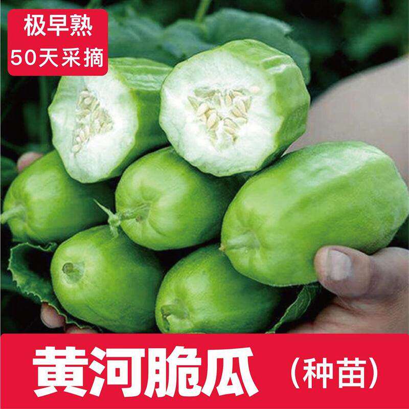 山东特产黄河脆瓜秧苗特大八棱脆一窝猴种子无糖黑花皮菜瓜烧瓜籽