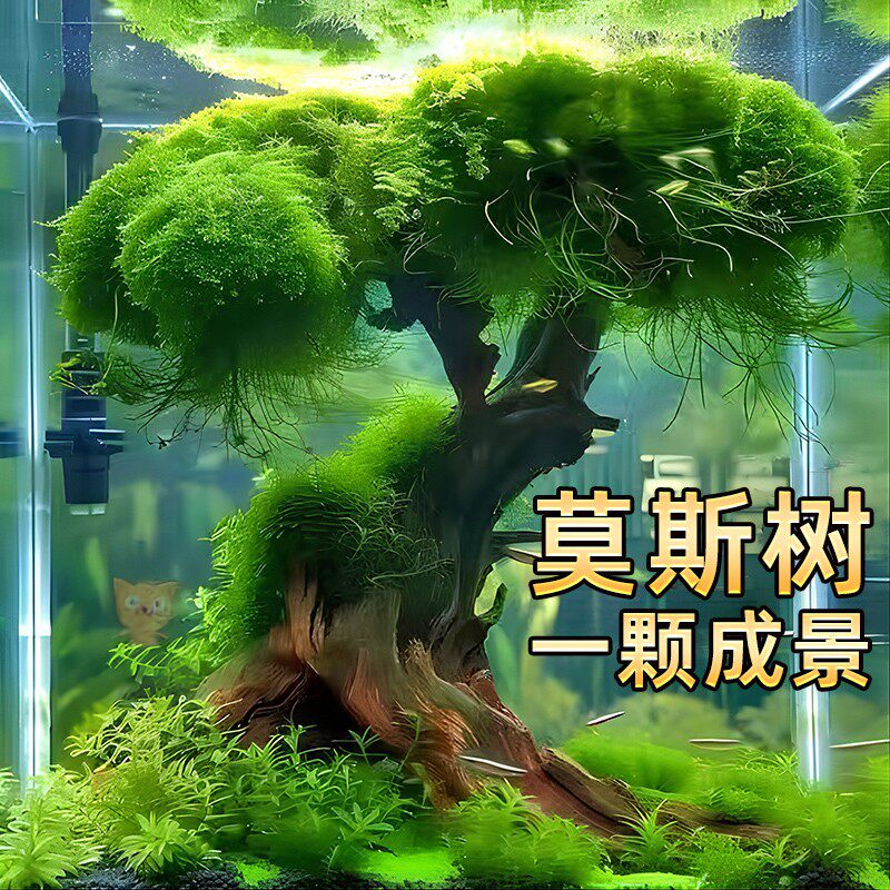 莫斯树活体真水草植物沉木鱼缸懒人新手造景垂泪莫斯无需底砂摆件