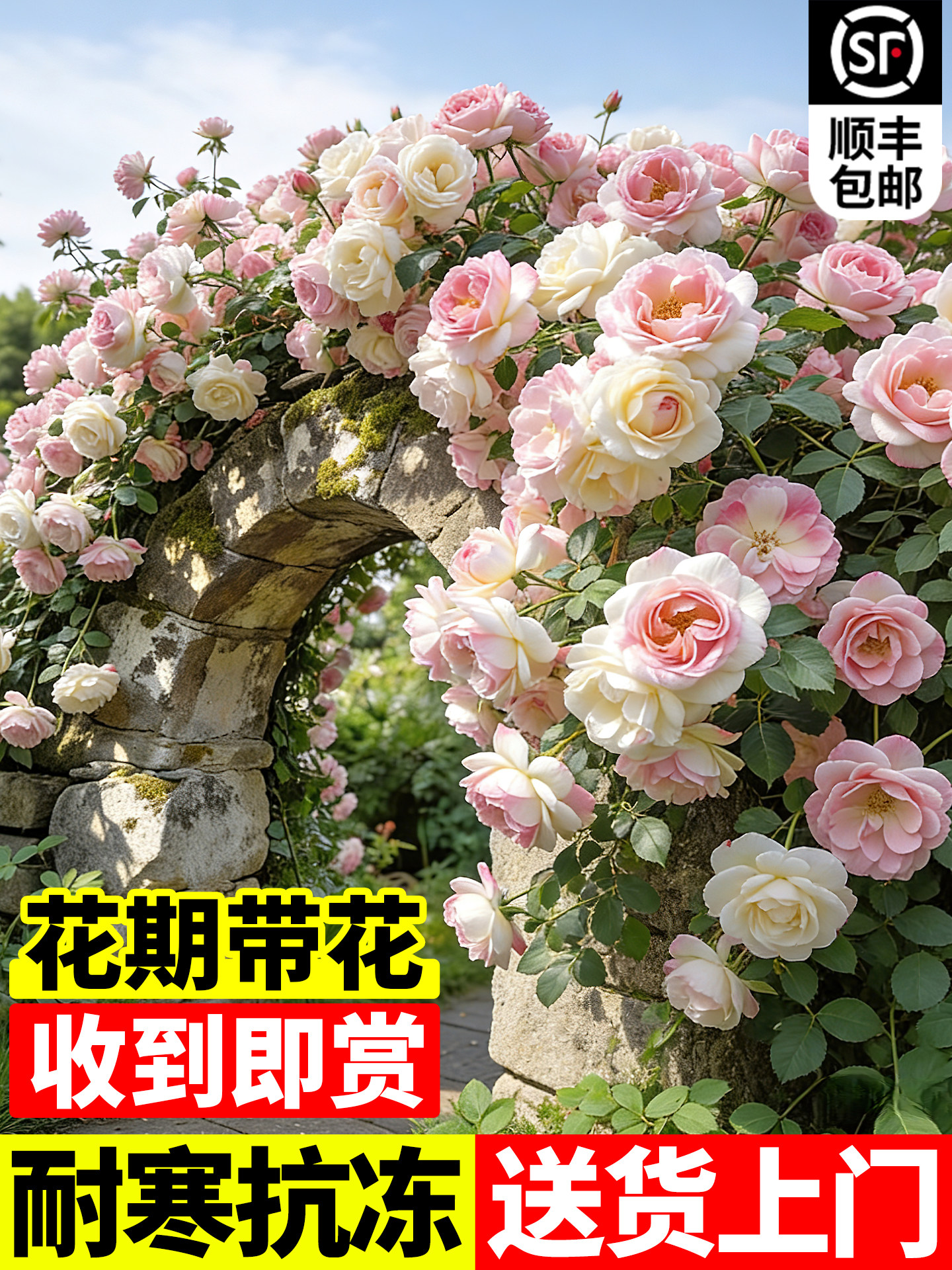 蔷薇花苗爆花藤本月季花树庭院阳台花卉爬墙玫瑰爬藤植物耐寒盆栽