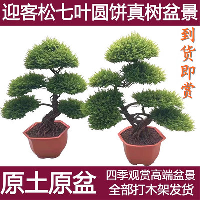 迎客松真树盆景室内外松柏地柏造型盆景办公室庭院景观植物