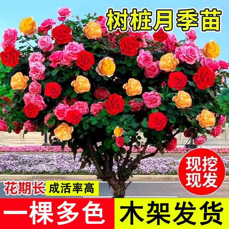 树桩月季棒棒糖特大花苗多季开花月季浓香玫瑰地栽盆栽别墅庭院花