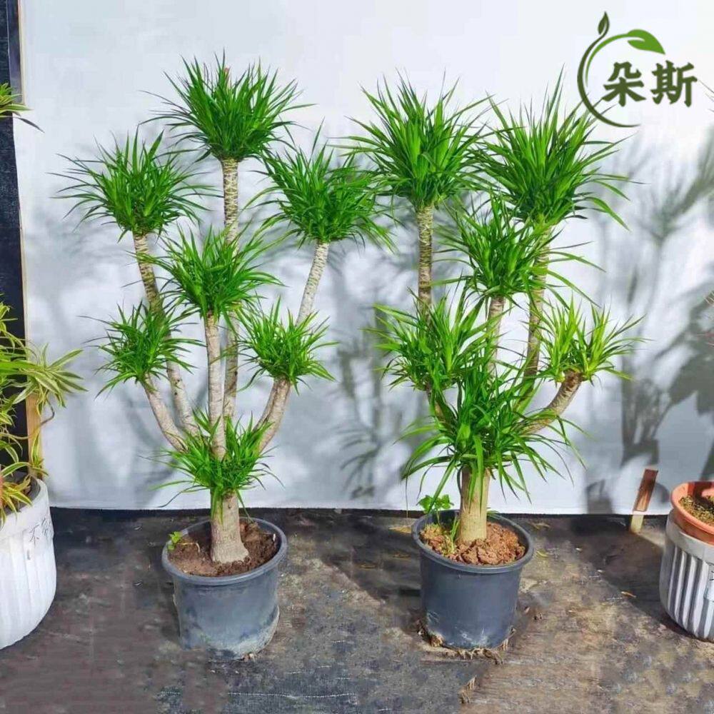 龙须树 多头龙血树 龙铁树室内客厅盆栽花卉植物办公室盆景