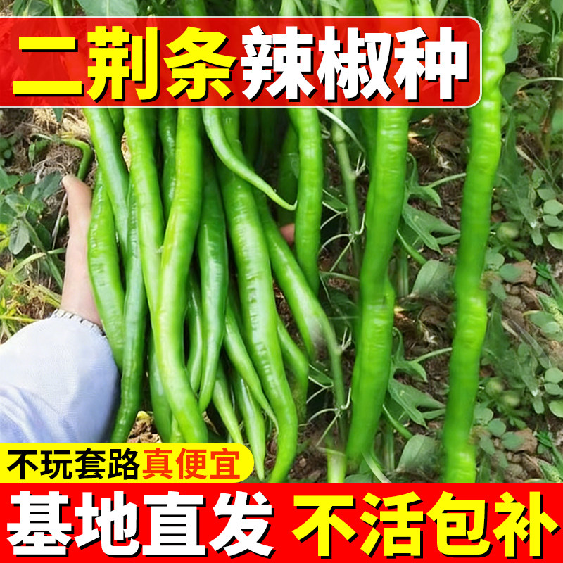 香辣二金条辣椒种子大金条长线椒二荆条四川海椒川辣妹种菜蔬菜籽