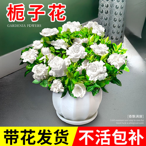 栀子花盆栽四季开花卉大全树苗室内绿植好养易活适合的懒人茉莉花