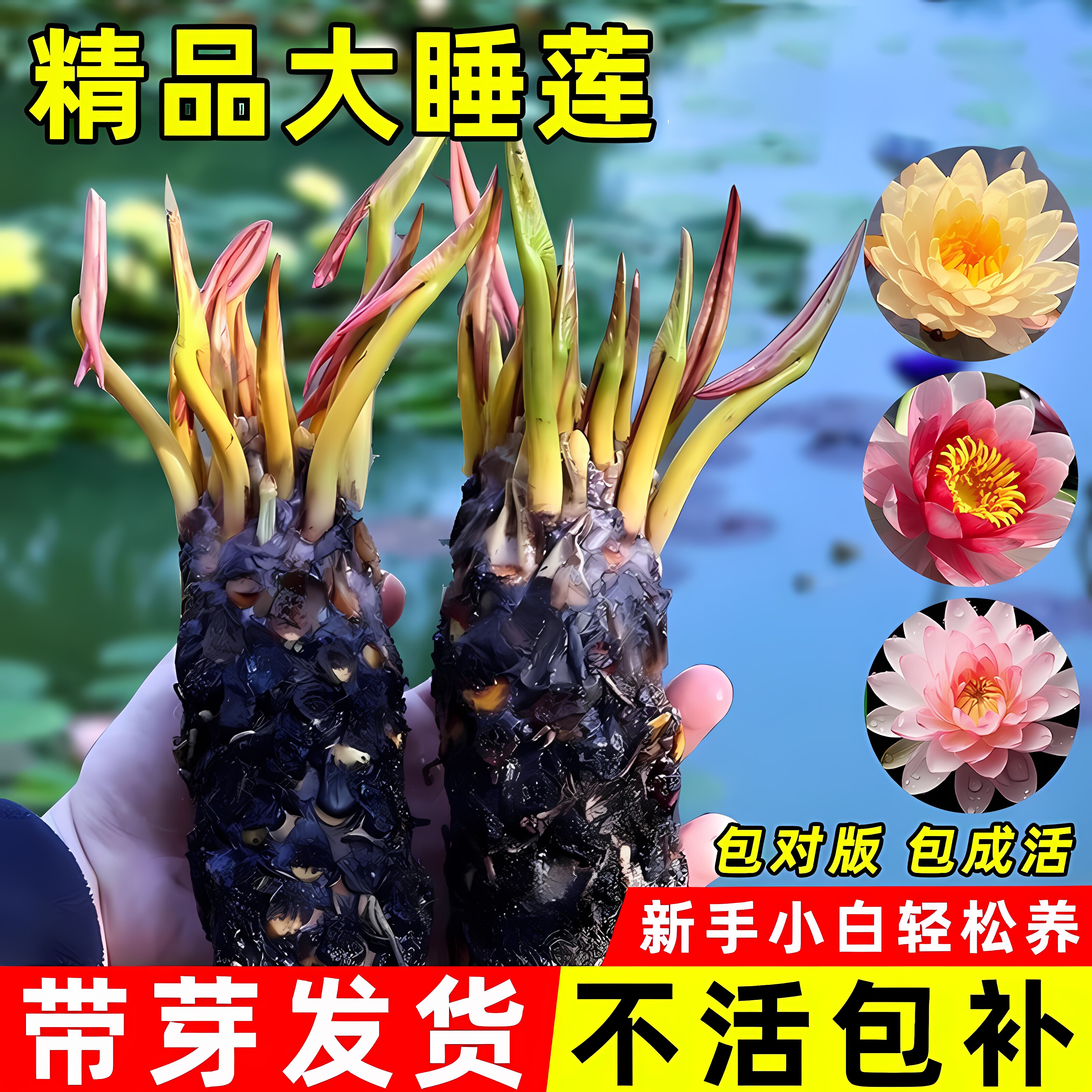 水培植物迷你小睡莲盆栽带芽睡莲根块碗莲水生花卉四季好养鱼缸池