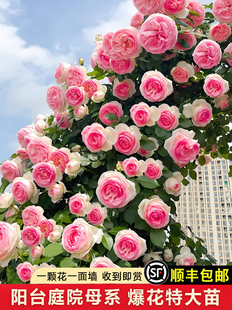 藤本月季龙沙宝石蔷薇花苗浓香爬藤花园植物阳台庭院玫瑰多花盆栽