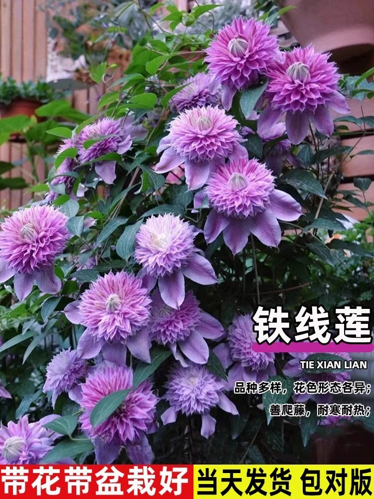 铁线莲特大苗爬藤植物盆栽带花苞乌托邦银币罔空庭院阳台四季花卉