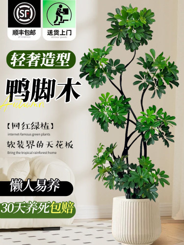 造型鸭脚木客厅大盆栽鸭掌木鹅掌柴室内落地式大型四季常青绿植物