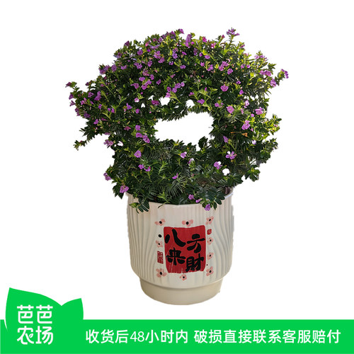 【芭芭农场】满天星造型盆栽花卉