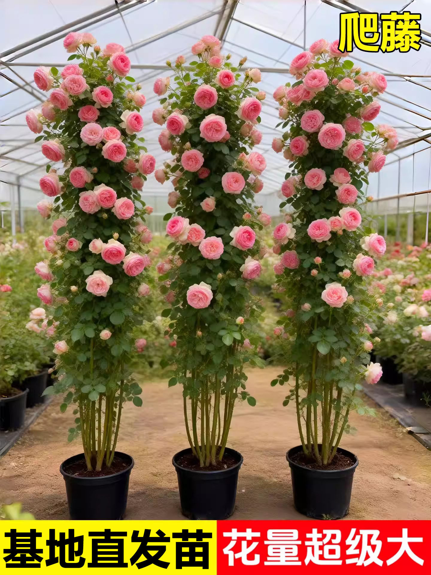 蔷薇花苗藤本月季特大花树庭院爬藤植物花卉盆栽阳台玫瑰四季花卉