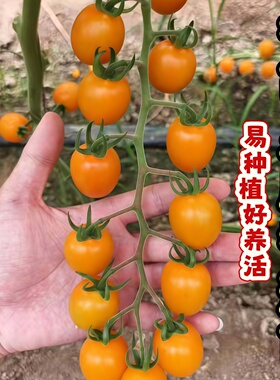 香芒皇后柿番茄苗辉煌橙黄色香甜千禧圣女果高糖口感超好小番茄苗