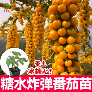 金玲珑黄圣女果苗秧带土老品种草莓西红柿黑珍珠超甜水果小番茄苗