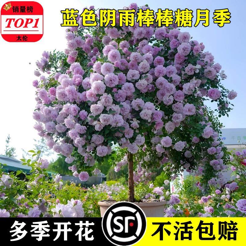 棒棒糖树桩月季花苗特大花朵开花卉植物庭院四季玫瑰带花树状月季