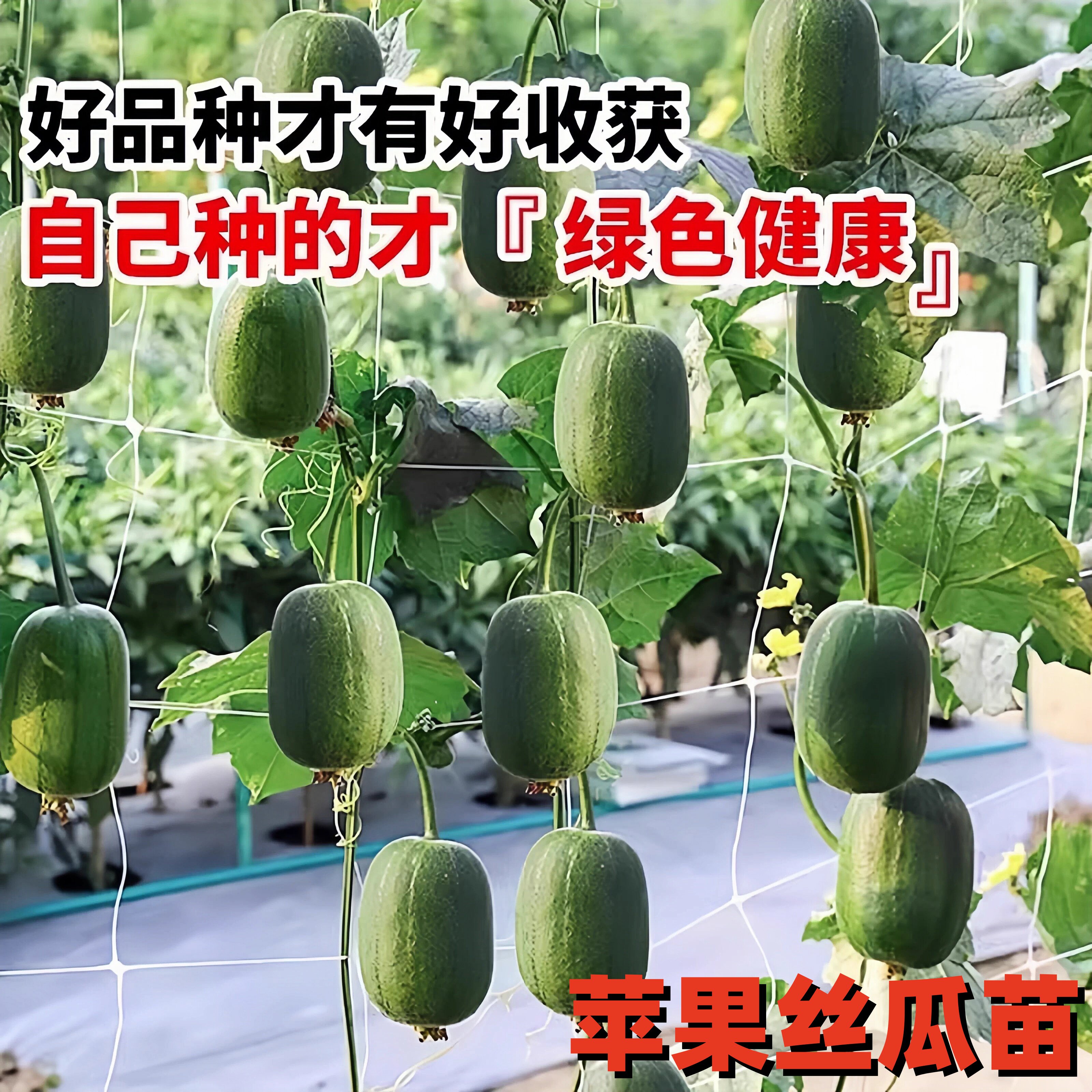 好吃苹果丝瓜苗爬满架新鲜蔬菜当季迷你种植秧苗简单易种口感鲜嫩