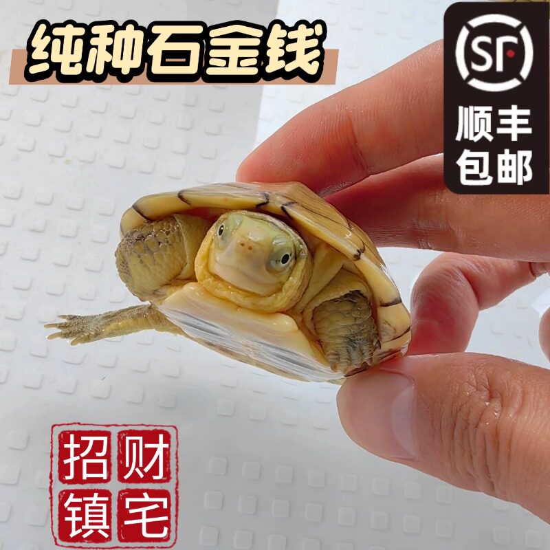 纯种石金钱乌龟活物体宠物龟三黄小青黄喉拟水龟苗微笑脸龟深水龟