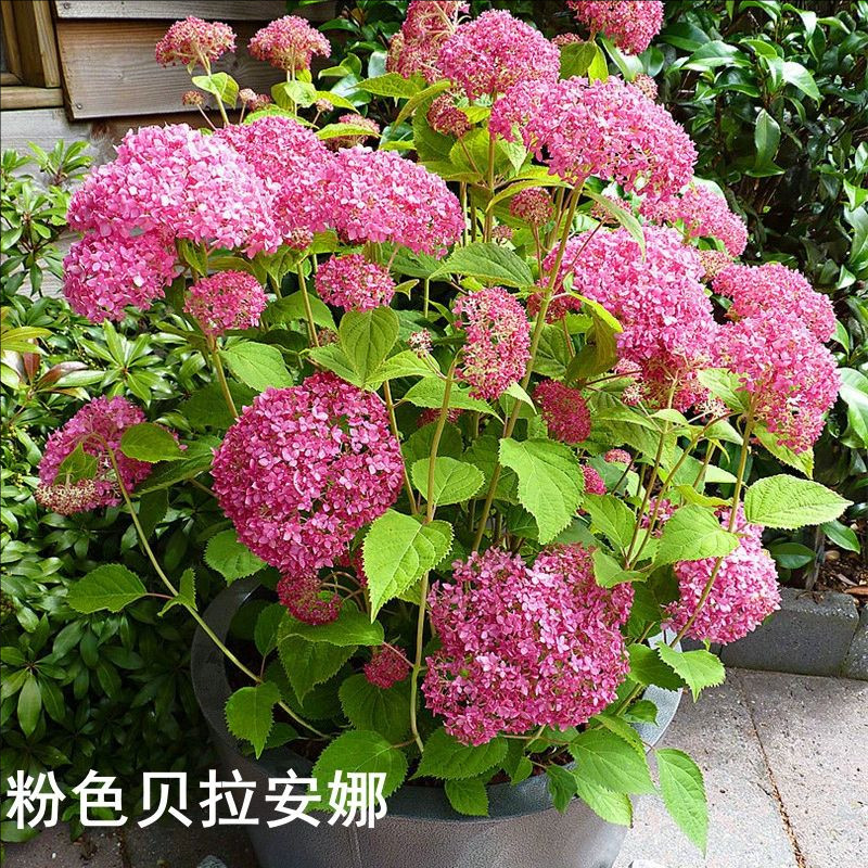 木圆锥绣球花阳台石灰玫瑰耐热安娜香草欧洲贝拉盆栽草莓灯绣球