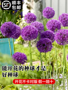 荷兰进口大花葱种球盆栽植物庭院地栽大葱花球根四季开花耐寒花卉