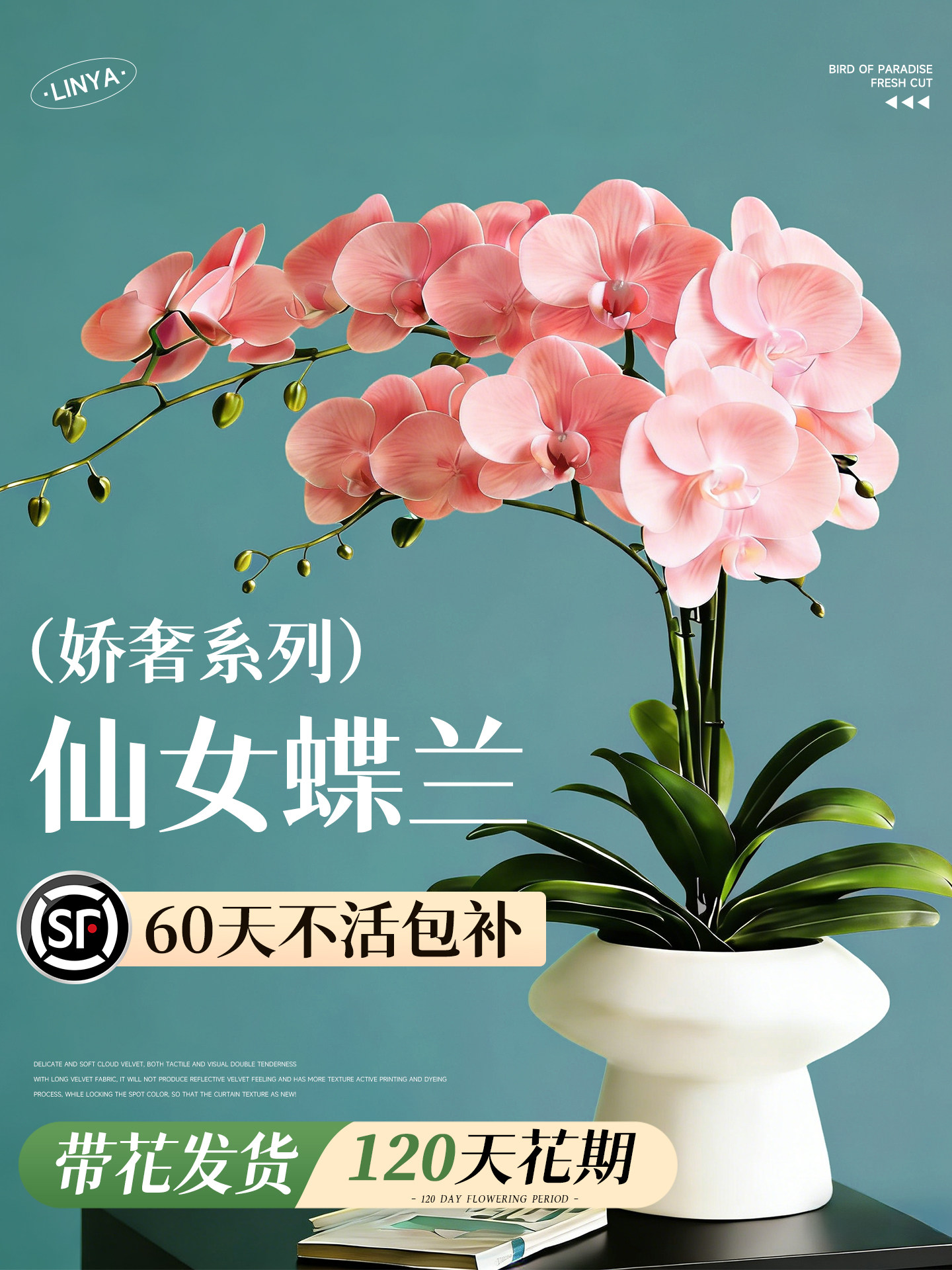 蝴蝶兰带花盆栽带花苞特大号高级花卉绿植兰花洋兰年宵花客厅卧室