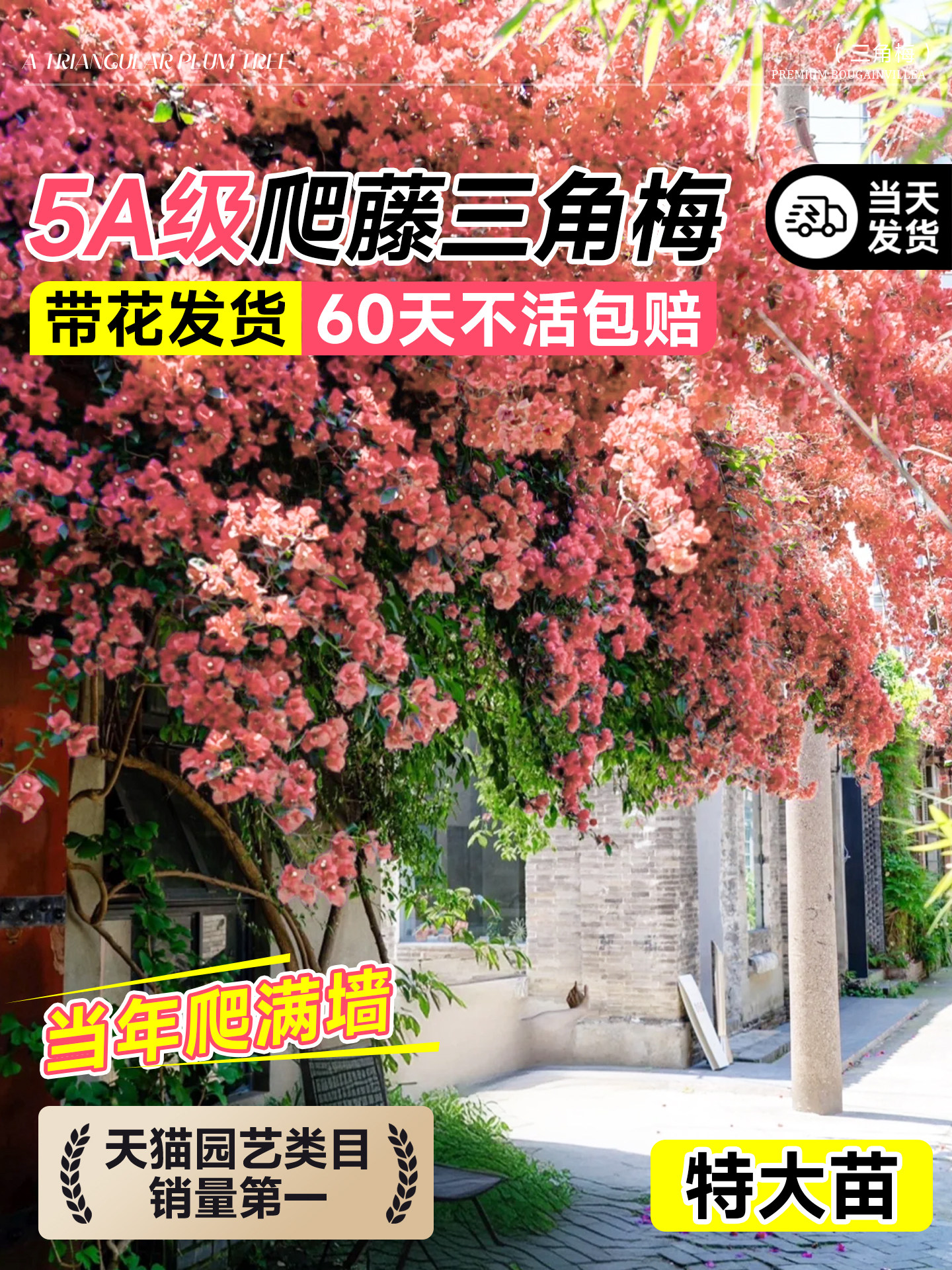卡亚塔三角梅爬藤植物重瓣带花老桩花卉盆栽绿樱室内阳台四季好养