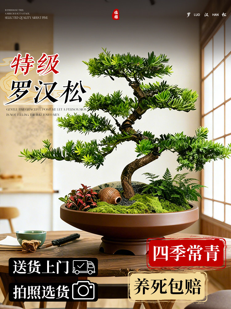 正宗罗汉松盆景老桩大树庭院造型树苗金钻迎客松室内桌面四季好养