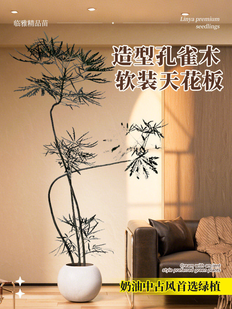 孔雀木大盆栽客厅大型落地造型绿植室内网红高级感植物办公室好养