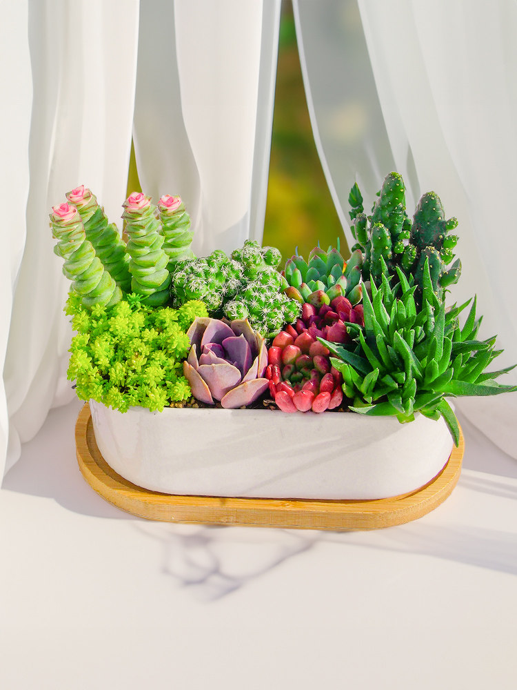 多肉植物组合小盆栽室内好养仙人掌球带盆好养高端花卉绿植带托盘