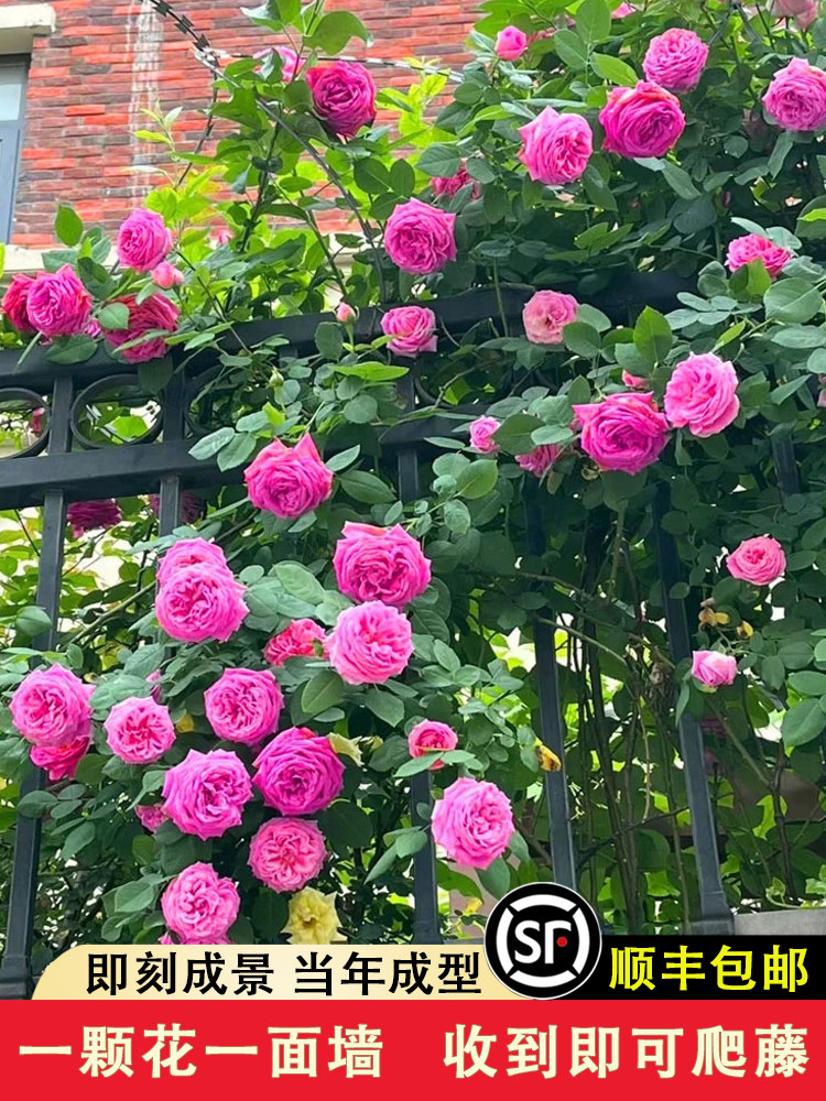 西枝牡丹月季大花浓香多季藤本花苗盆栽玫瑰爬藤蔷薇花卉阳台庭院图片
