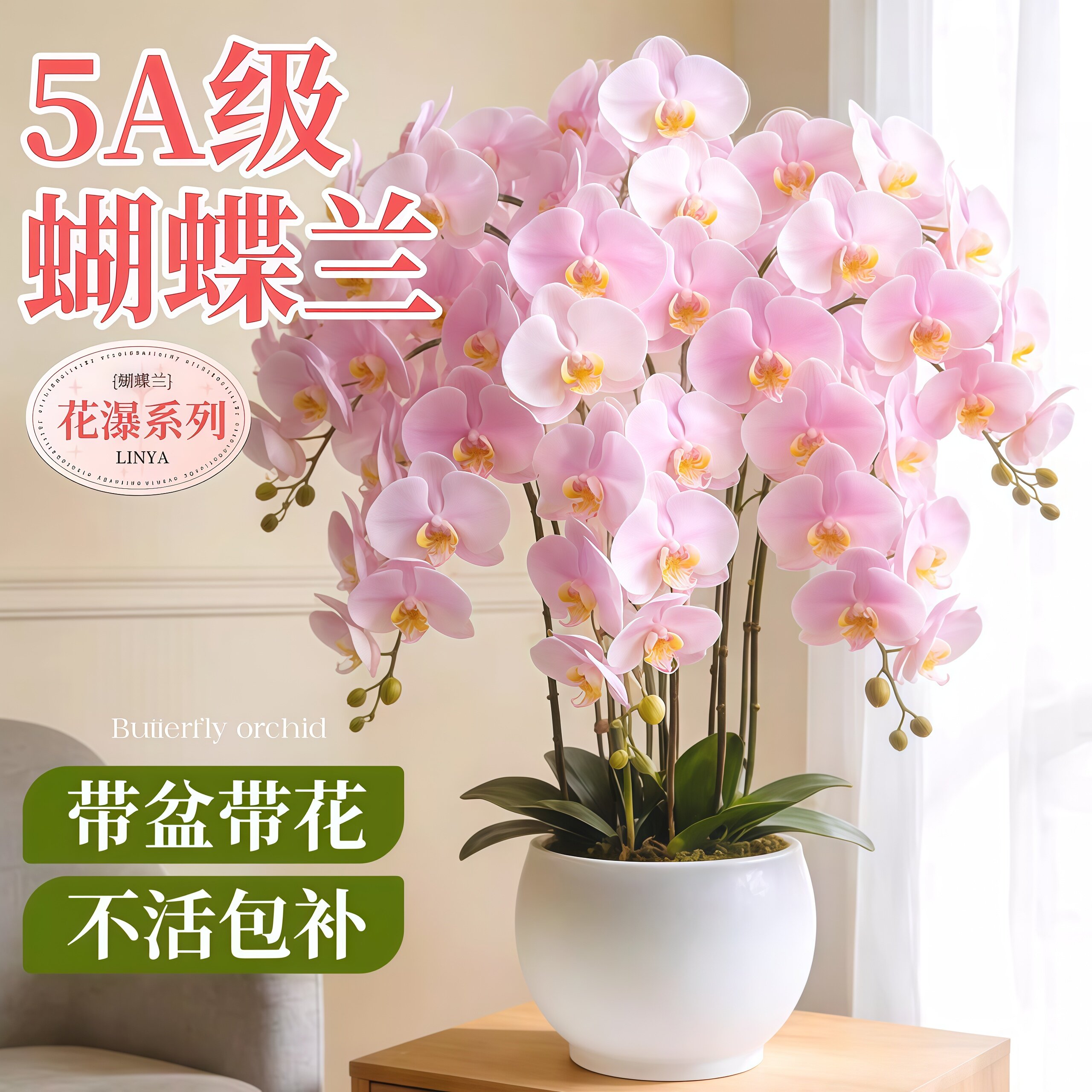 新品AAAAA级蝴蝶兰带花盆栽大苗室内客厅阳台盆栽好养活植物盆栽
