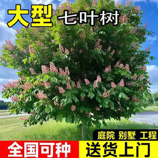 正宗七叶树树苗观赏风景树工程园林绿化乔木红花七叶树苗行道树苗