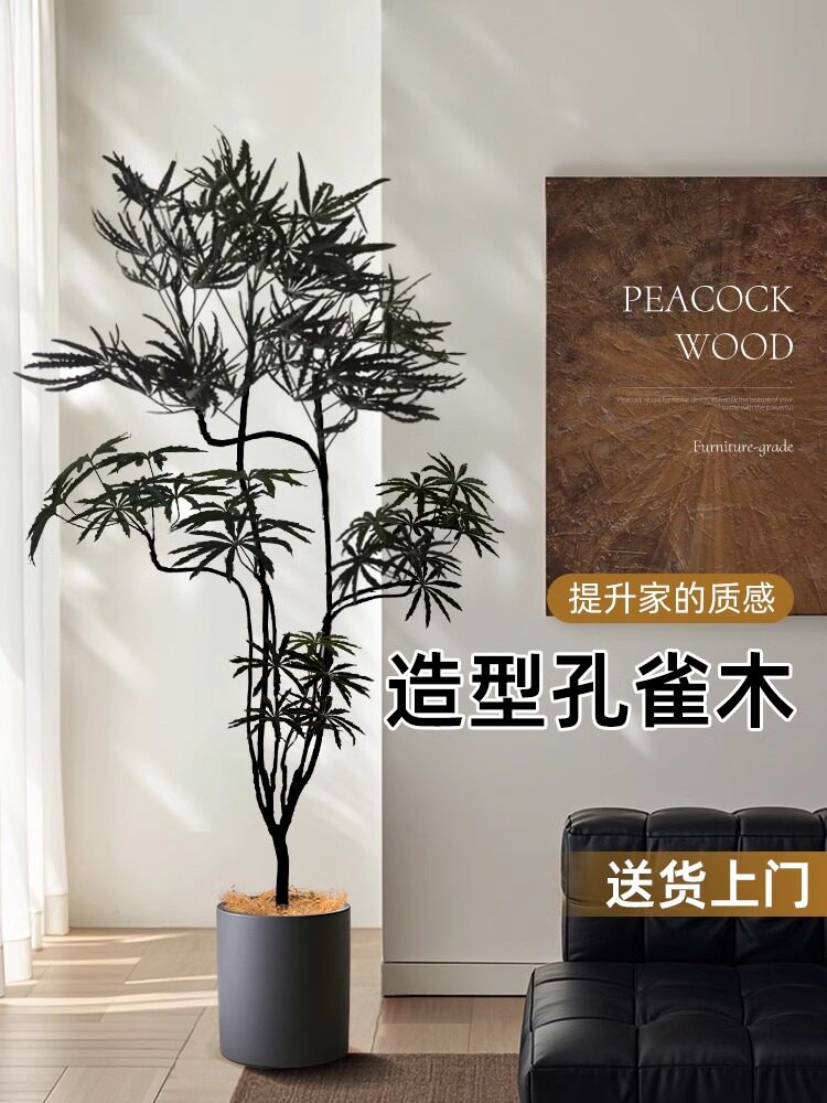 孔雀木室内大型绿植物盆栽客厅办公室摆件四季好养落地式氛围树