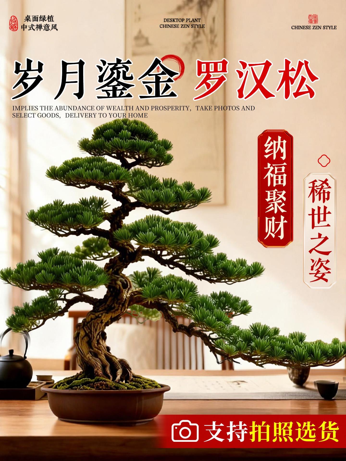 正宗罗汉松盆景绿植庭院临水式造型树老桩室内客厅迎客松小型真树