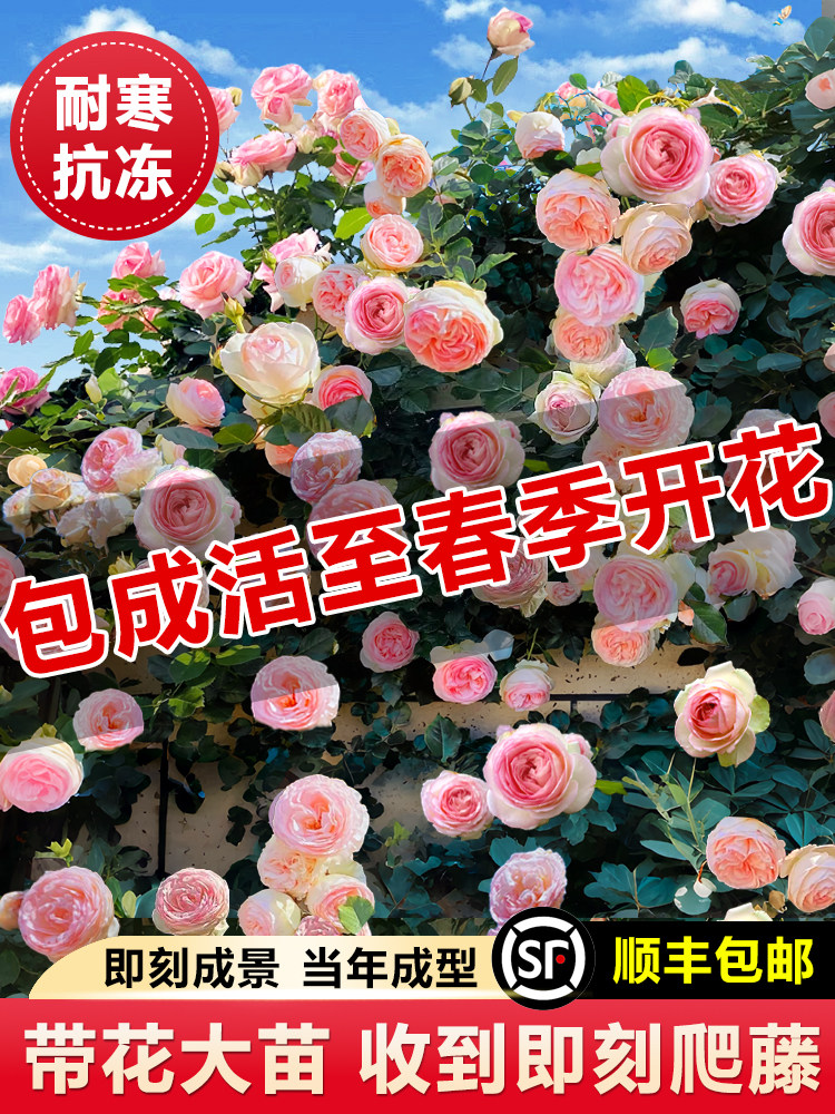 1米8母系大苗蔷薇花苗特大花藤本月季爬藤植物四季花卉盆栽玫瑰