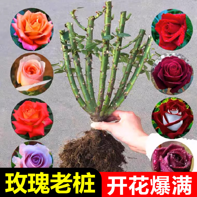 玫瑰花苗老桩绿植物盆栽月季蔷薇老根室内外阳台庭院特大花卉四季