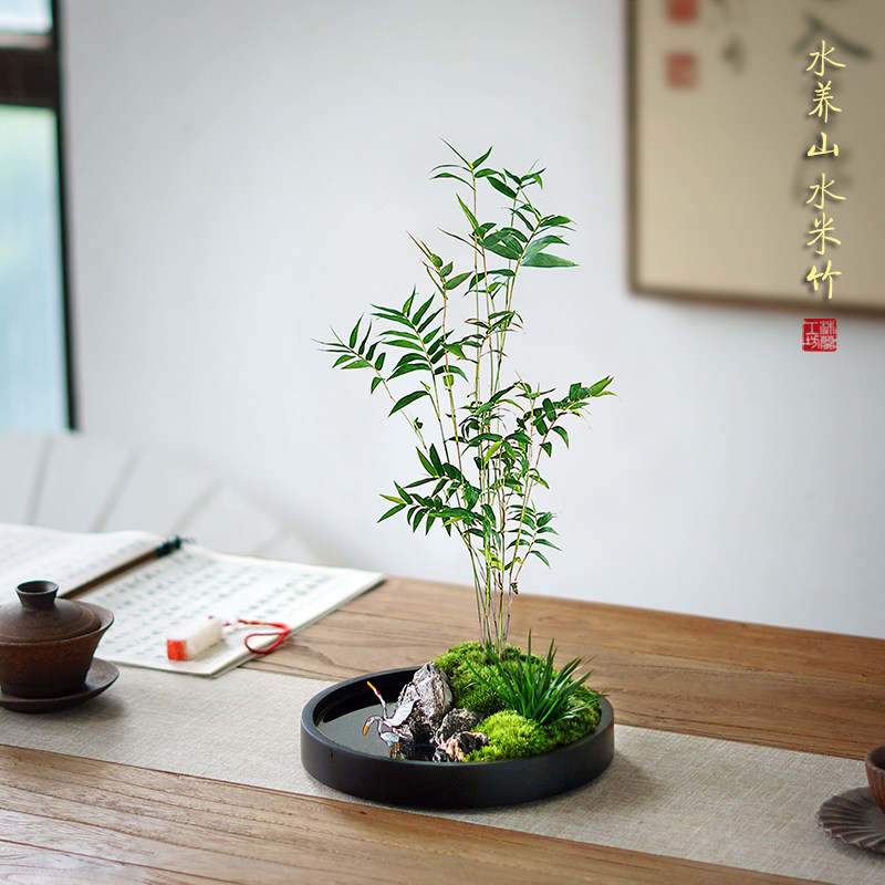 水养米竹山水苔藓盆景懒人盆栽客厅售楼处摆件新中式桌面竹子绿植