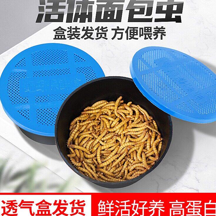 面包虫活体透气小盒发货黄粉虫蜘蛛蝎子乌龟守宫角蛙鸟活饵饲料