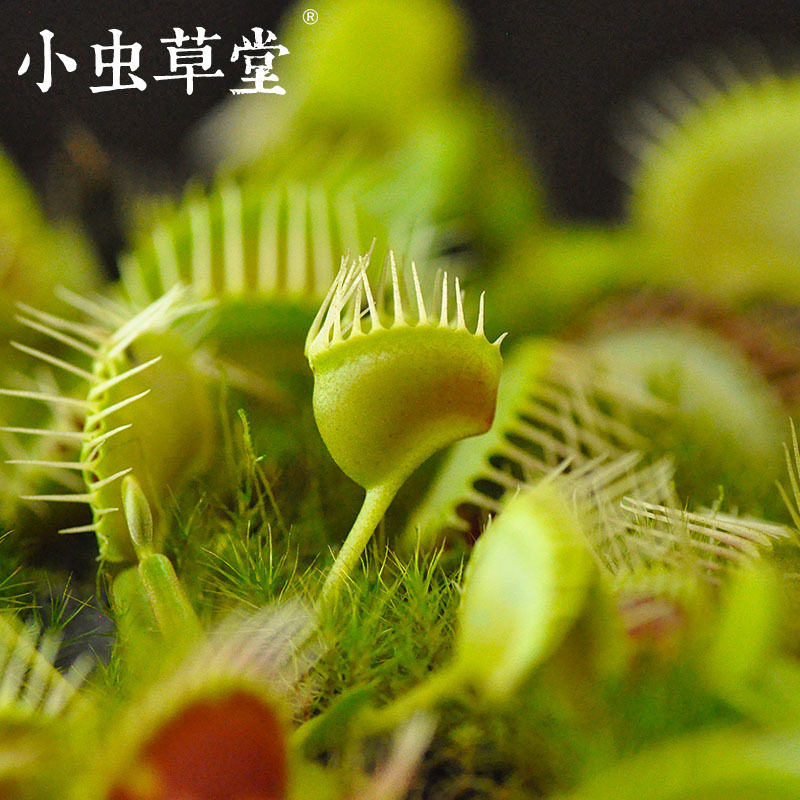 漏斗捕蝇草DM.Trichterfalle食虫高级品种小虫草堂食虫植物盆栽