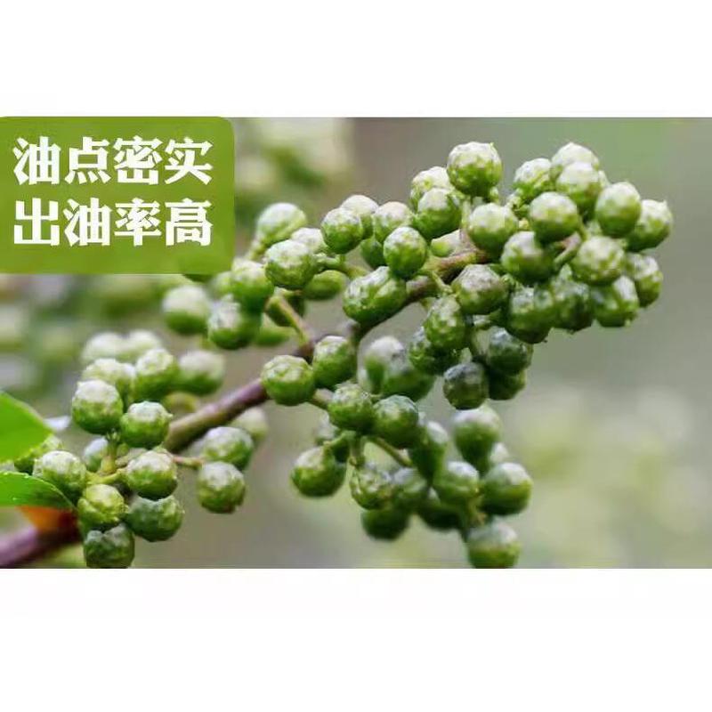 特麻生花椒现摘青麻椒重庆新鲜鲜藤椒真空新鲜保鲜新花淑粒湿